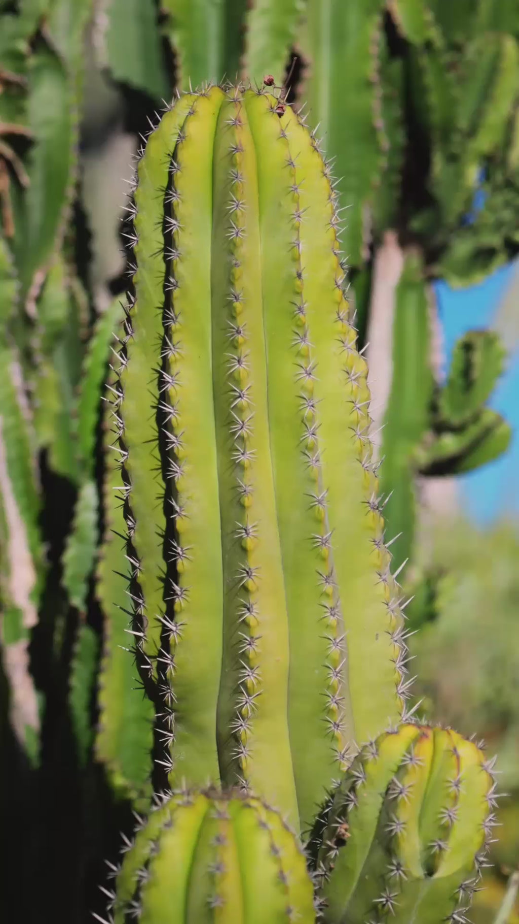Huile de Pépins de figues de barbarie